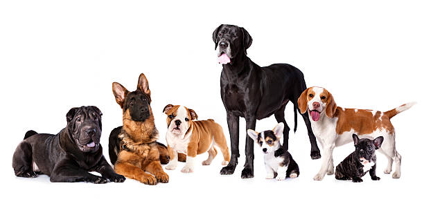 istock Group of dogs 535809029