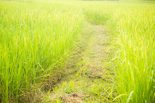 istock Rice in gold farm 535809439