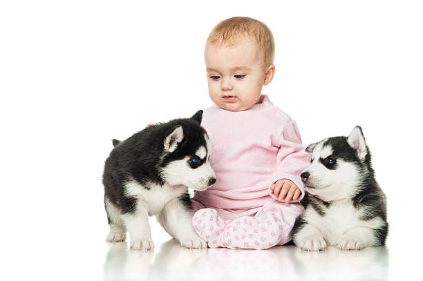 istock Little girl with two puppies husky 535810231
