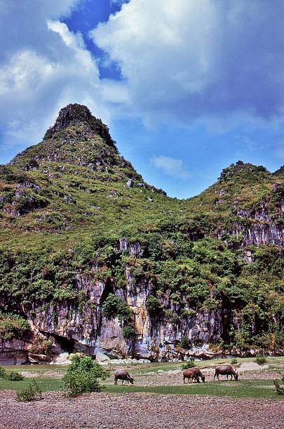 Li River Cruise, Riverbank Graze GUILIN, CHINA guilin hills stock pictures, royalty-free photos & images