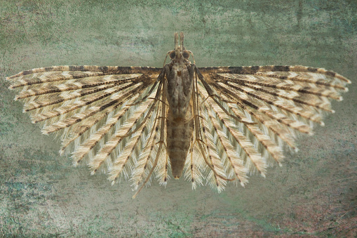 Window Moth Moth On A Window Stock Photo - Download Image Now - 2015, Below ...