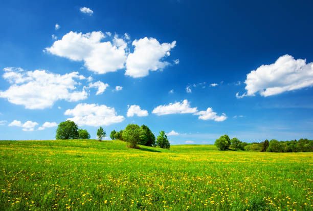 istock Field with dandelions and blue sky 535810893