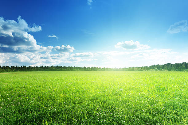 istock field of grass and perfect sky 535811203