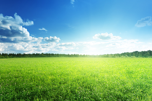 field of grass and perfect sky