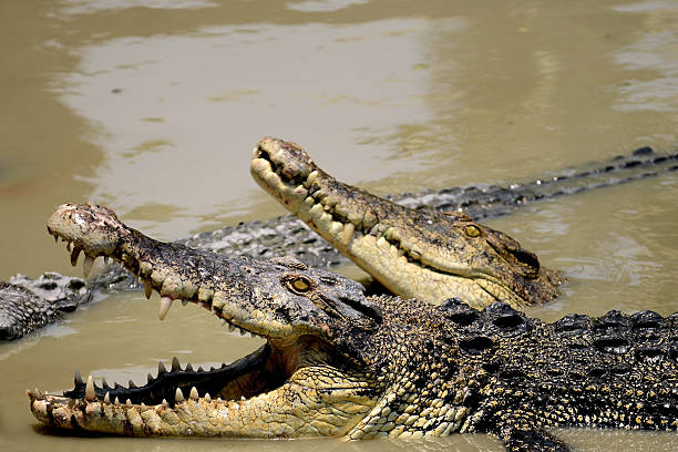 istock Group of Crocodile on water 535812441