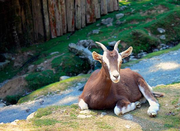 istock Close up of a Goat 535812645