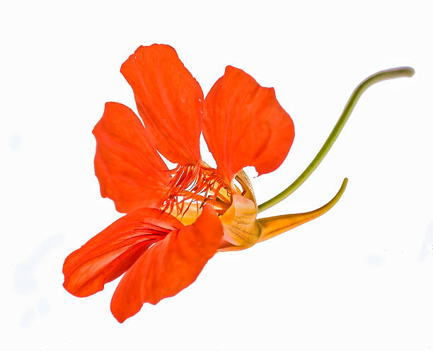laranja em branco - single flower flash imagens e fotografias de stock