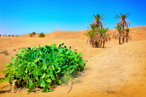 Palm trees in Sahara desert