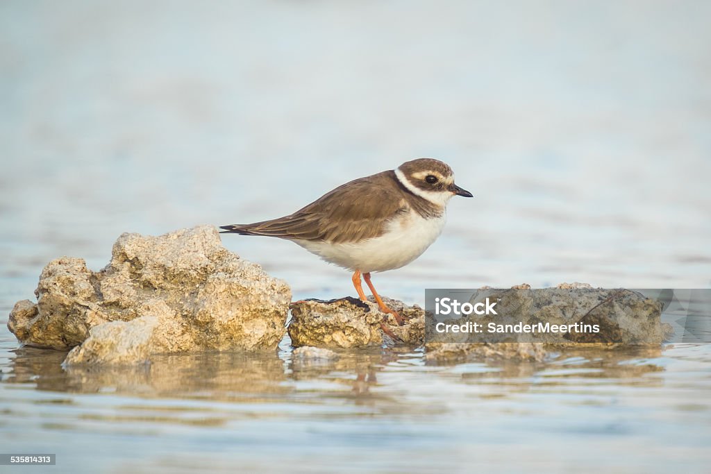African Ringed Plover Ringed Plover Stock Photo - Download Image Now - Ringed Plover, 2015 ...