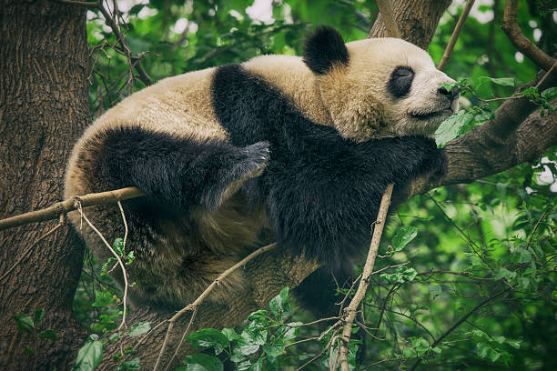 bébé panda reposant sur un arbre - panda outdoors horizontal chengdu photos et images de collection