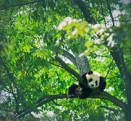 Baby panda resting on a tree
