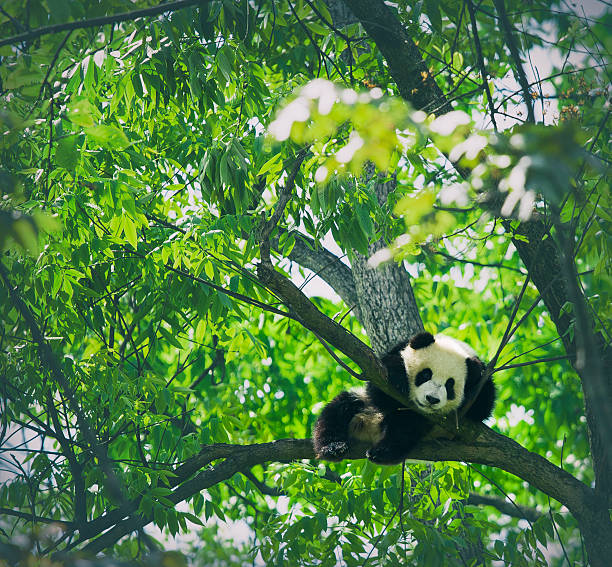 Baby panda resting on a tree Baby panda resting on a tree chengdu photos stock pictures, royalty-free photos & images