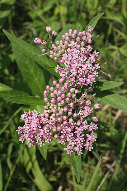 istock SWAMP MILKWEED PLANTS WITH FLOWERS 535846035