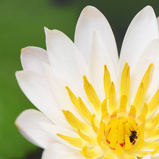 istock White Lotus Flower close-up 535847585