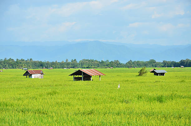 istock Scenic of green rice field 535849135