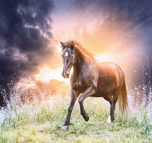 istock Horse running green field over dramatic sky 535849779