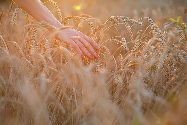 istock Human hand going through the field of wheat 535849807