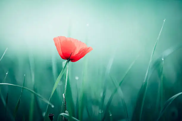 Soft red poppy on meadow in pastel colors.