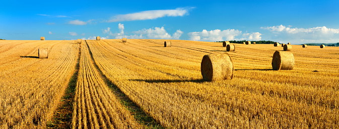 Endless field full of straw bales during harvest under bue sky