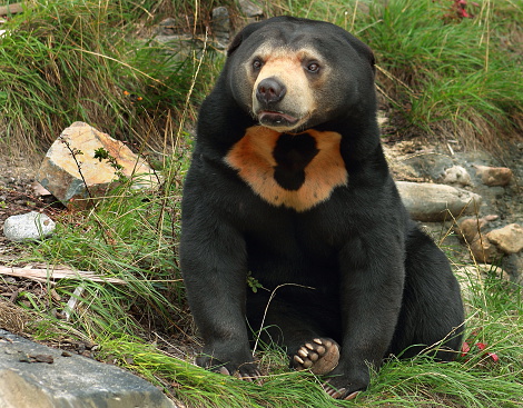 Sean the Sun bear at Wellington Zoo, NZ. Sun bears are under threat both directly and indirectly from human activities.  One of the major issues they face in the wild is deforestation.