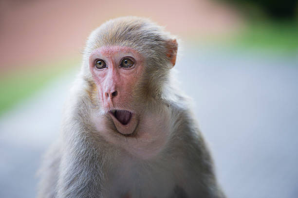 monkey, kathmandu, nepal - swayambhunath stock-fotos und bilder