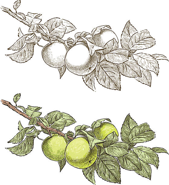 illustrations, cliparts, dessins animés et icônes de arbre branche pommier - apple apple tree branch fruit