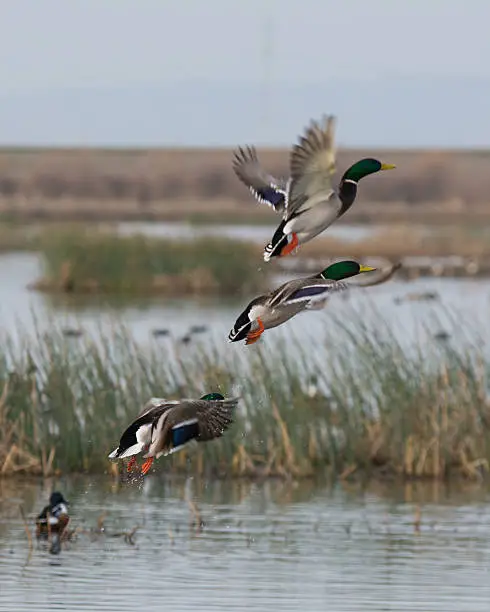 Drake Mallard Ducks taking flight