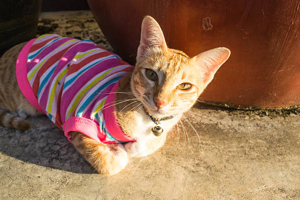 istock cat wearing clothes and lying in the sun 535852479