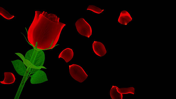istock shiny red rose with petals on black background 535852601