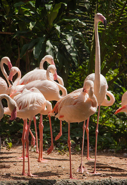 istock Group of pink flamingos. 535853625