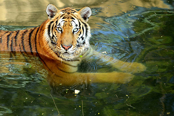 istock Bengal Tiger sitting in water 535853723