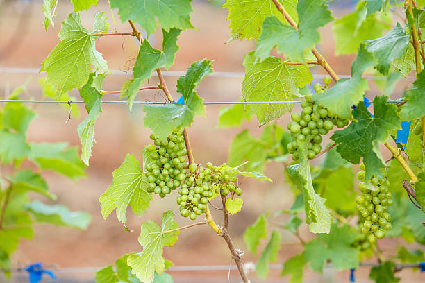istock branch young grapes on vine in vineyard 535854587