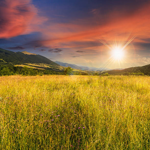 istock meadow with high grass in mountains at sunset 535854643