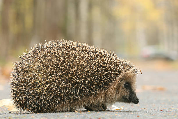 istock hedgehog close-up portrait 535854697