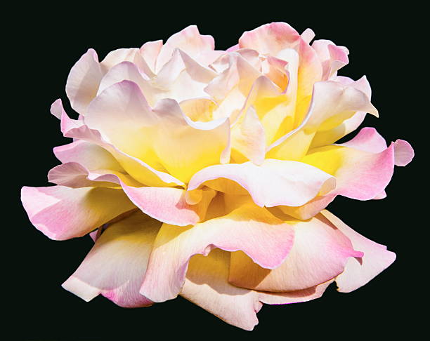 istock Chinese rose flower on black background 535866259