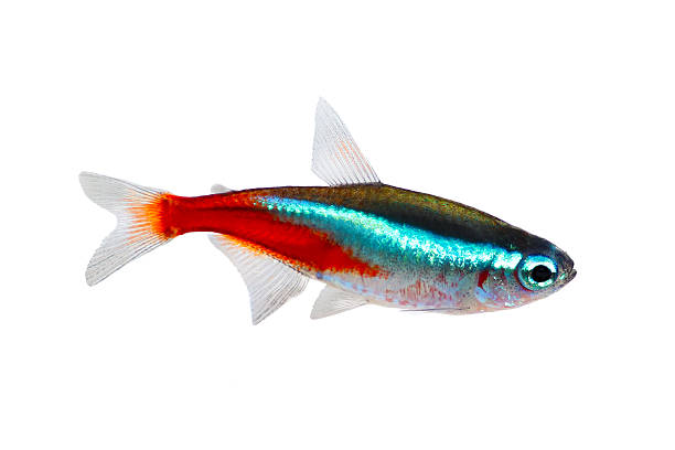 неоновый paracheirodon innesi пресноводная тропическая рыба изолированные на белом - red blue white neon light стоковые фото и изображения