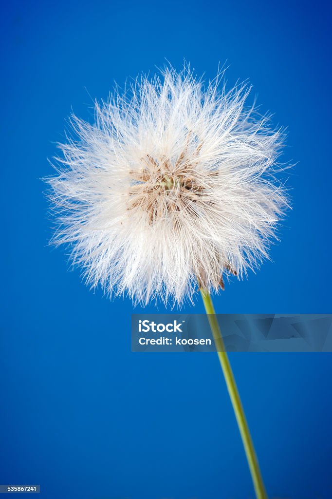 dandelion seeds Close-up of dandelion seeds on blue background 2015 Stock Photo