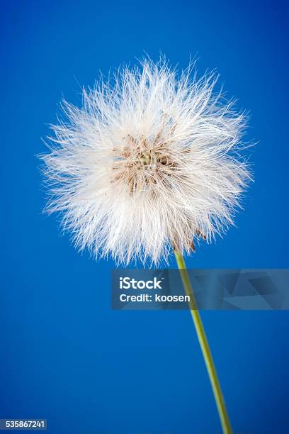 Dandelion Seeds Stock Photo - Download Image Now - 2015, Beauty In Nature, Blossom