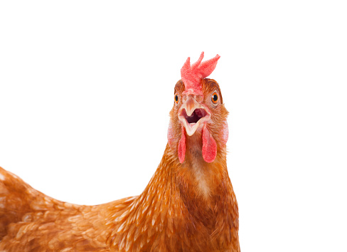 head of chicken hen shock and funny surprising isolated white background