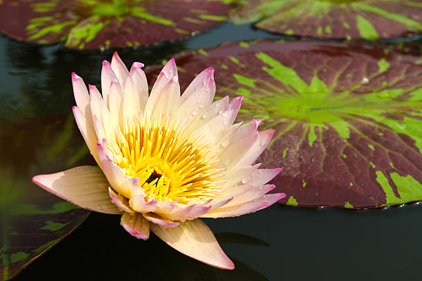istock Waterlily or Lotus Flower in pond. 535870265