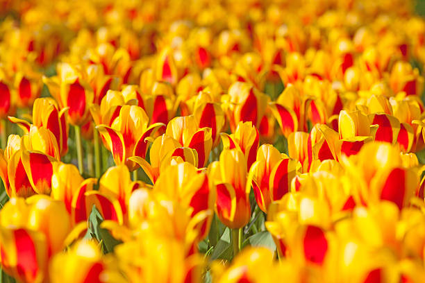 istock Field of colorful tulips 535871155
