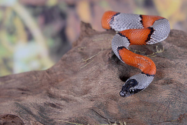 istock picture of a false coral snake 535871185