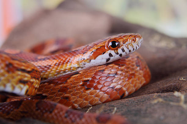 corn snake portrait of a beautiful corn snake elaphe guttata guttata stock pictures, royalty-free photos & images