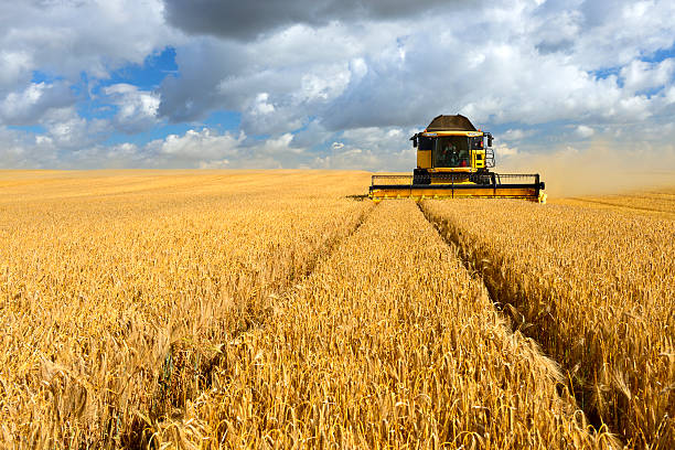 mähdrescher bei ernte feld mit gerste - gerste stock-fotos und bilder