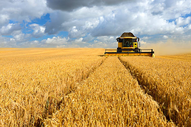 Combine Harvester in Barley Field during Harvest Combine harvester cutting crops in barley field during harvest under dramatic cloudy sky combine harvester stock pictures, royalty-free photos & images
