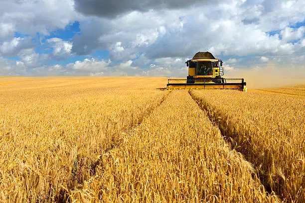 Combine harvester cutting crops in barley field during harvest under dramatic cloudy sky