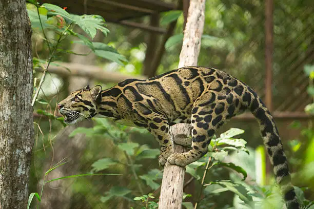 Clouded Leopard (Neofelis Nebulosa)