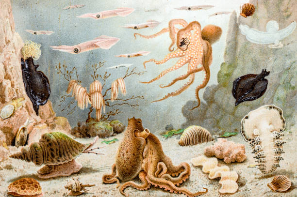 illustrations, cliparts, dessins animés et icônes de ancienne illustration des animaux de la mer - jellyfish cnidarian illustration and painting engraved image