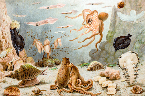 Antique illustration of Sea animals