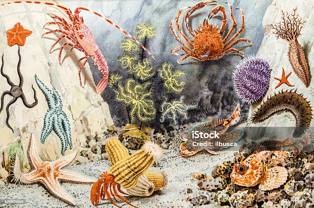 Antique Illustration Of Sea Animals Stock Illustration - Download Image Now - Starfish, Old-fashioned, Illustration - iStock Antique Illustration Of Sea Animals Stock Illustration - Download Image Now - Starfish, Old-fashioned, Illustration - iStock